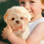 kf-Sa28e9fc4b4fe41ad8d6ce96f9c6e717cY